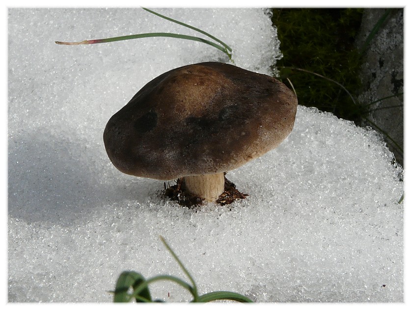 Da determinare (Melanoleuca sp.)